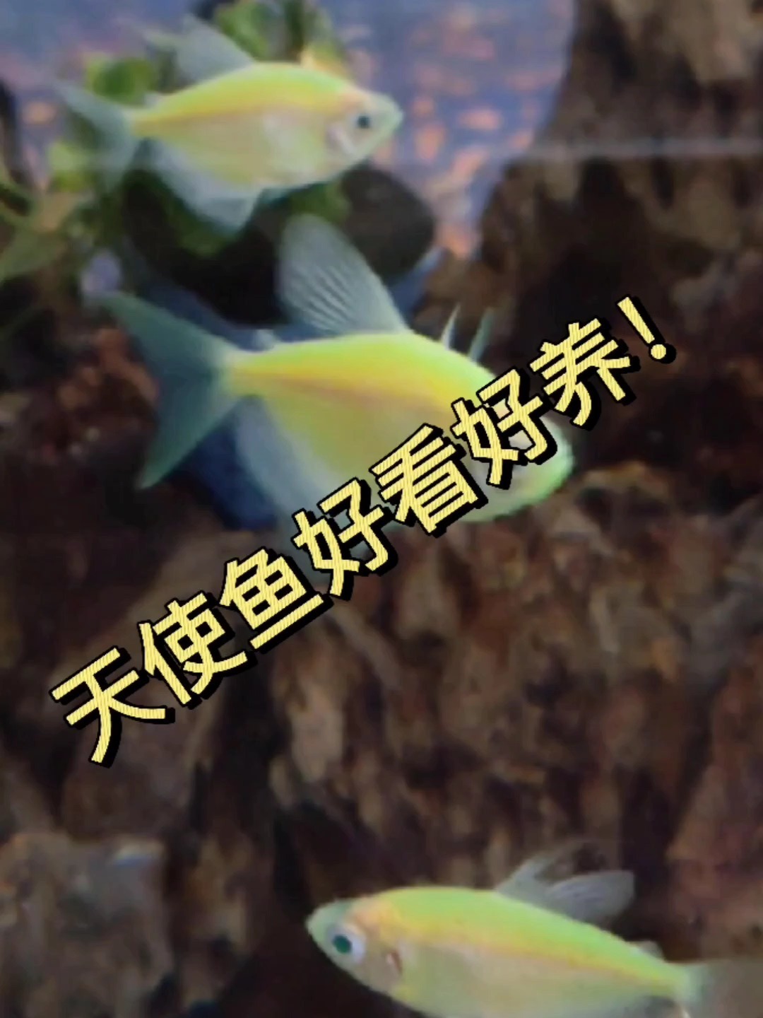 非常适合新手养的鱼天使鱼!好看颗粒饲料简