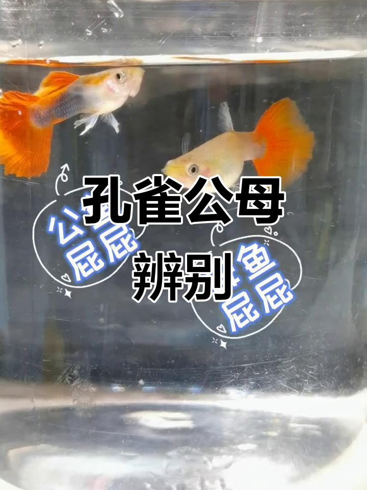 公母孔雀鱼大揭秘,如何区分它们的特点