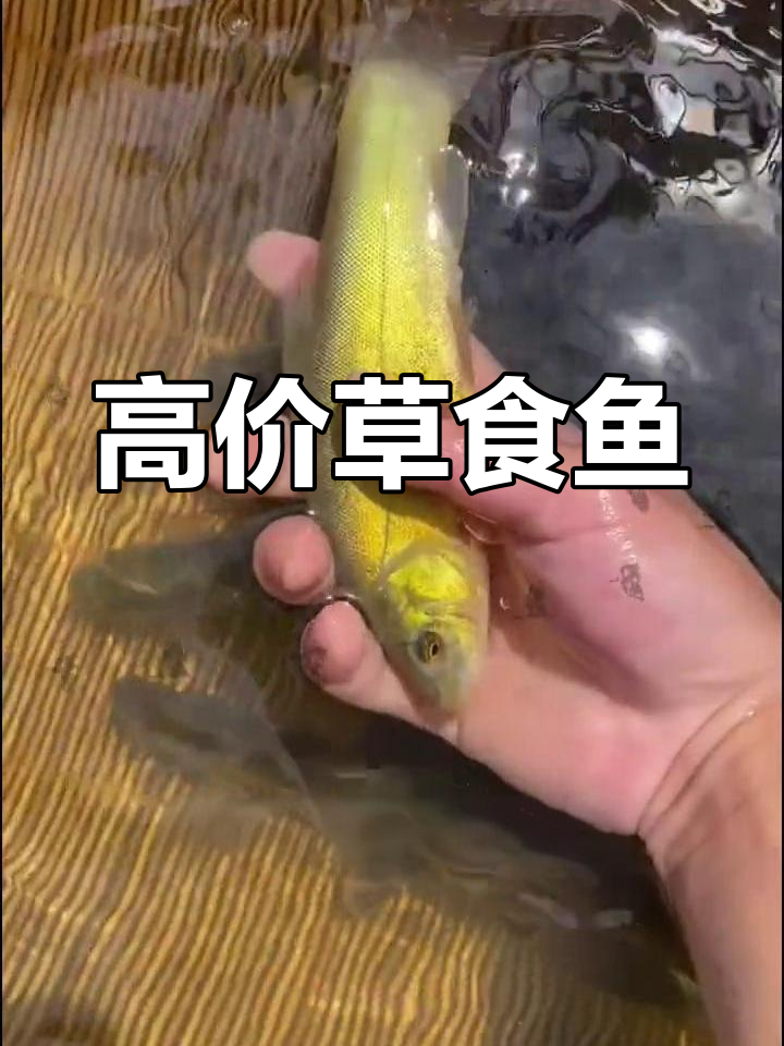 丁桂鱼轻松饲养,草食生长迅速,市场价格高企