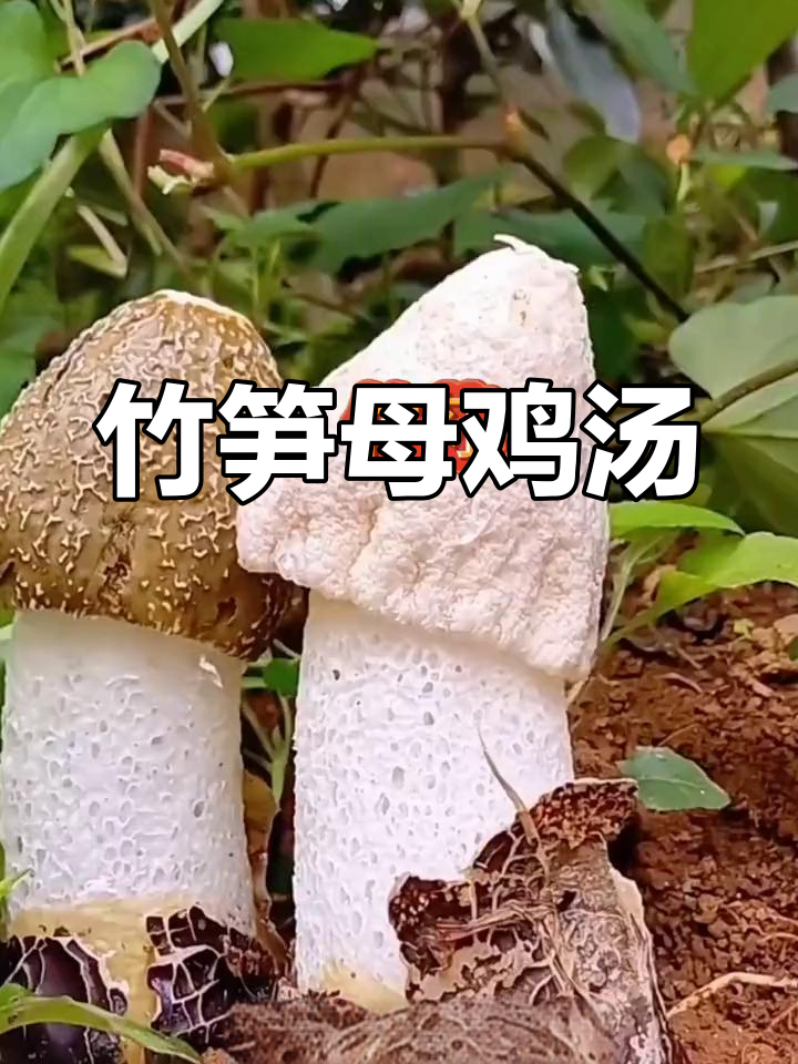 竹荪干货炖鸡汤,鲜美脆嫩又营养