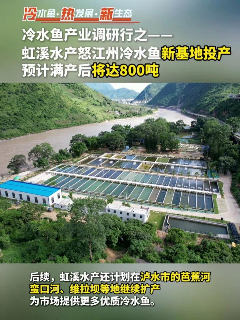 虹溪水产在怒江泸水的冷水鱼新基地投产!新基地89亩,预计满产后产量将达800吨,主养鲟鱼、