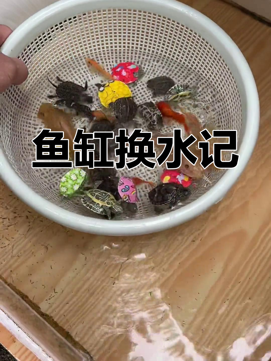 鱼缸大清理,卡通乌龟和黄金清道夫都在里面!