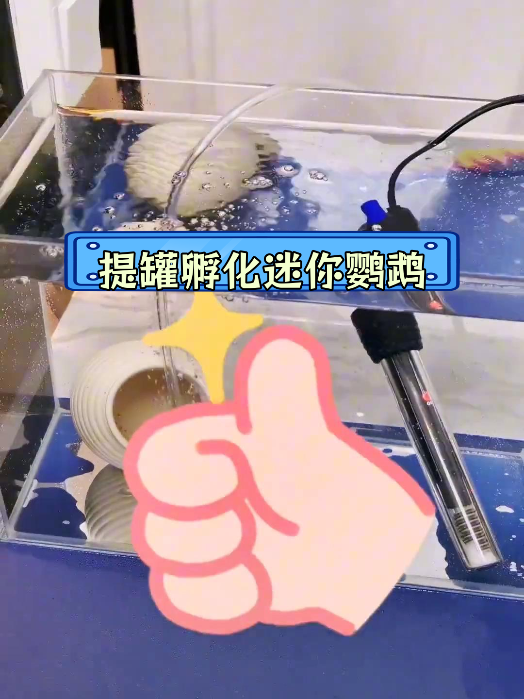 迷你鹦鹉鱼卵提罐孵化全过程