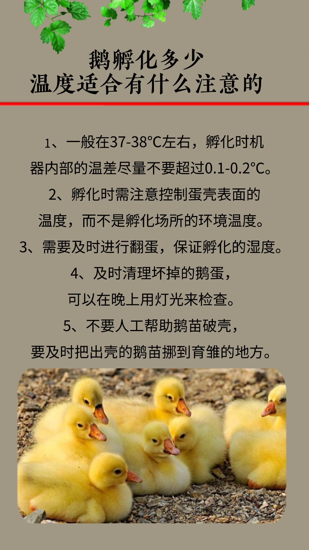 孵化小鹅的最佳温度孵化小鹅温度是多少