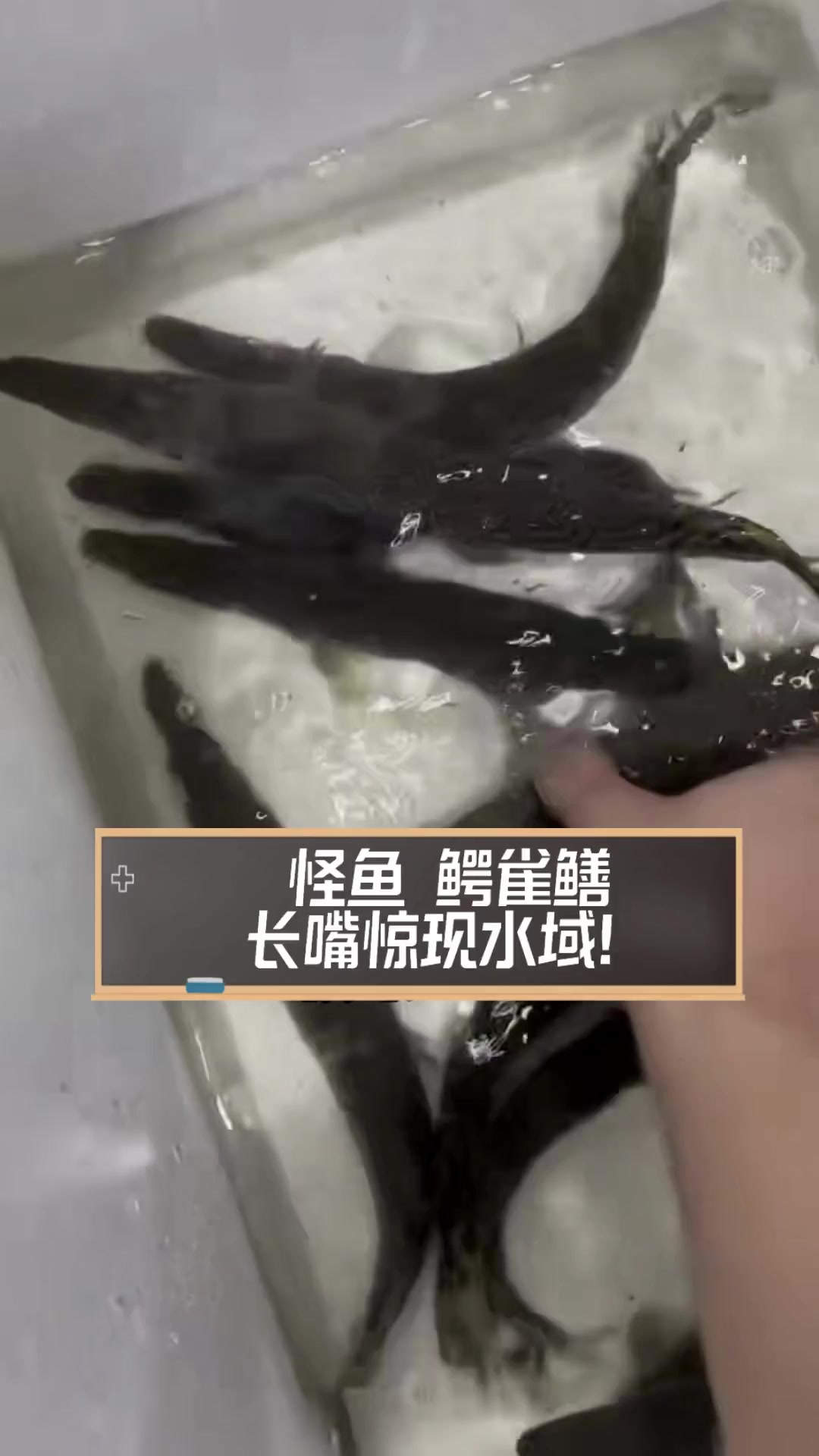 怪鱼~鳄雀鳝,长嘴惊现水域!
