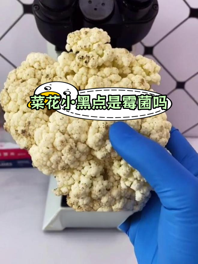 菜花上的黑点是什么?显微镜揭秘