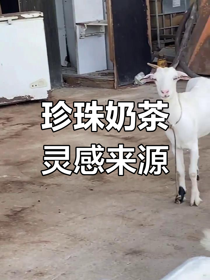 珍珠奶茶的创意竟源自羊大便,笑点满满