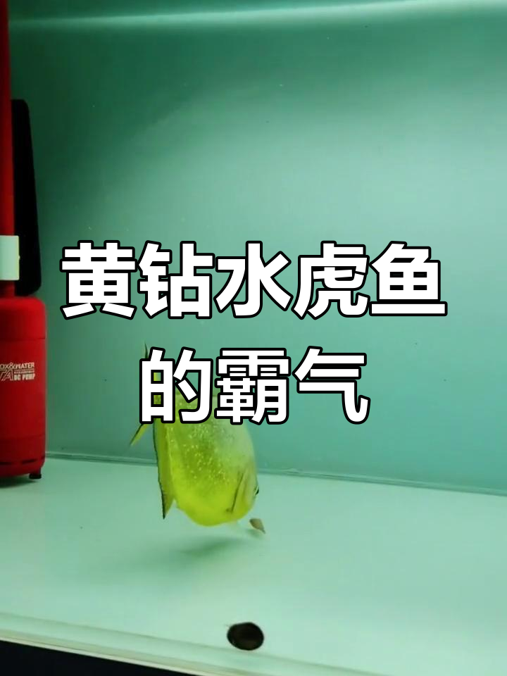 嚣张至极的黄钻水虎鱼