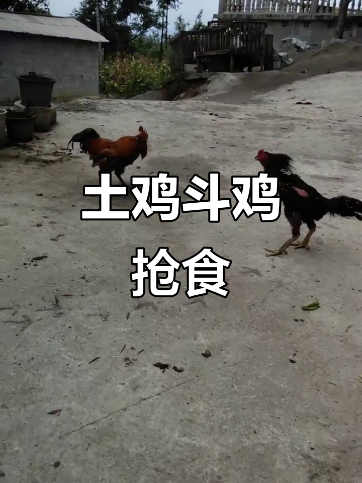 土鸡与斗鸡激烈争地,饿了一天的小黑被偷袭怒气冲天