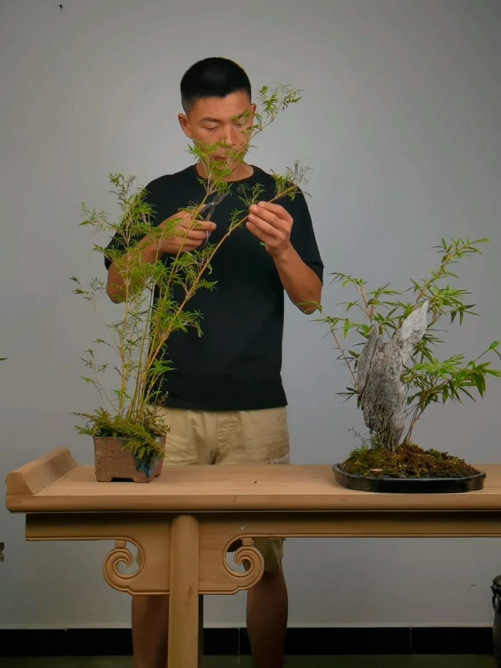 竹子盆景的修剪(一)
