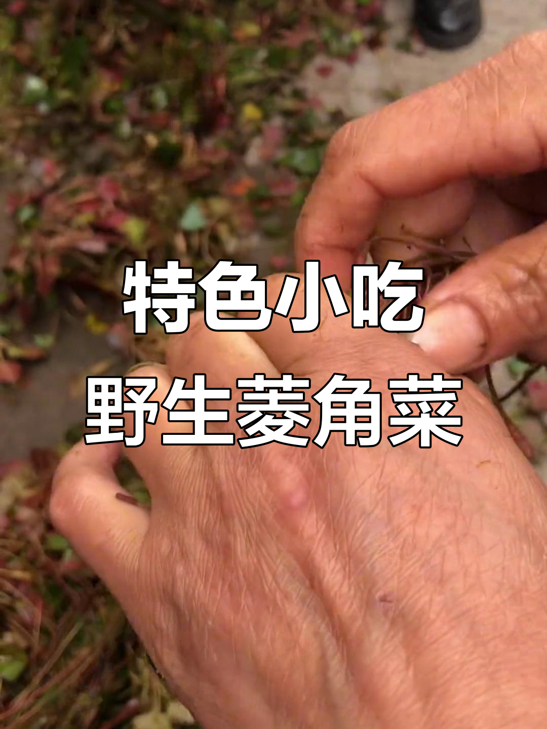 民间传统美食:野生菱角菜,冷感十足的独特风味