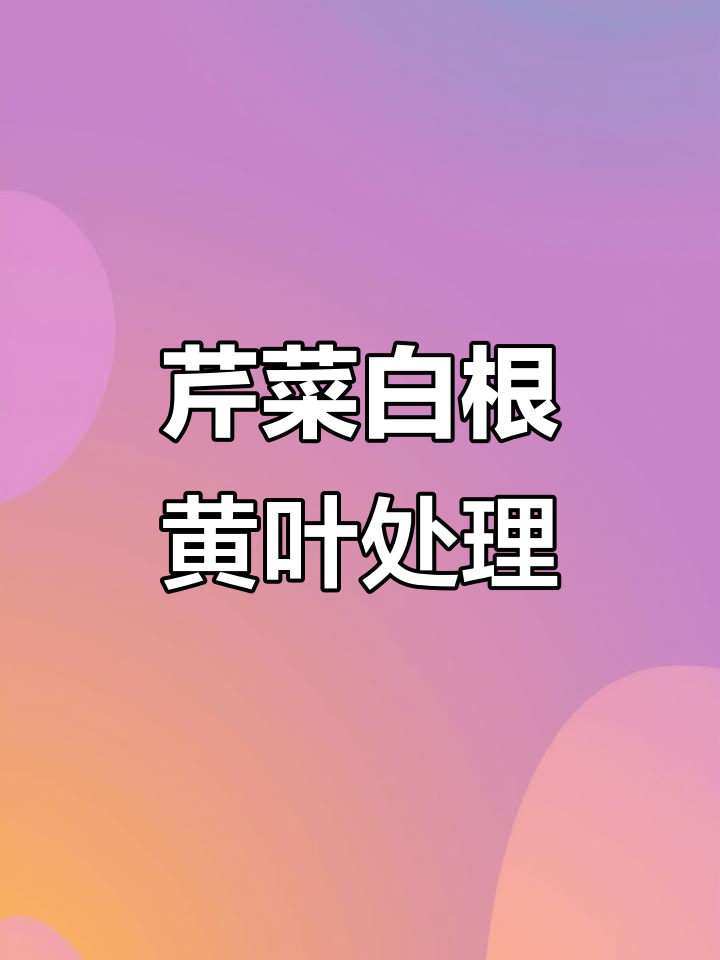 2024-09-15：芹菜白根黄叶问题及调理恢复法