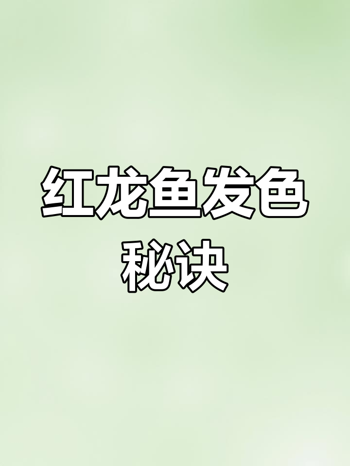 如何让红龙鱼发色更艳丽?关键技巧大揭秘