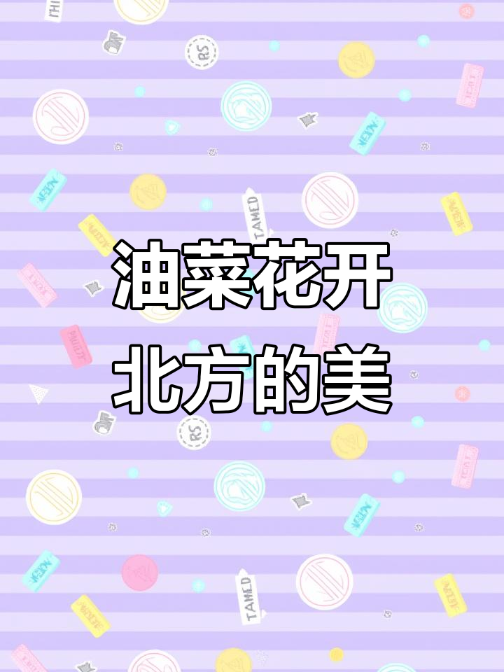 北方油菜花的美景,龙泉和庄打卡地
