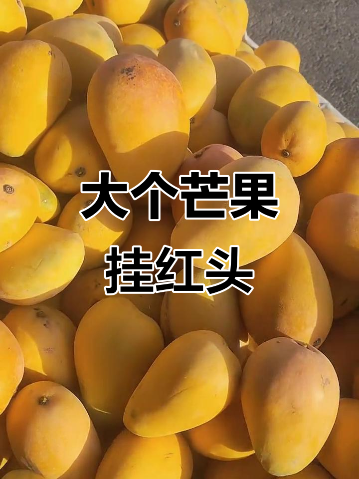 芒果大丰收,红头鱼尾尖儿超美