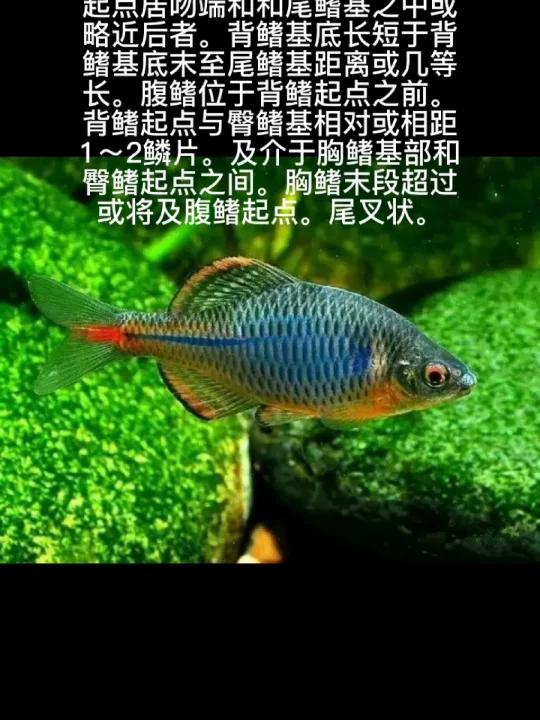 方氏鳑鲏