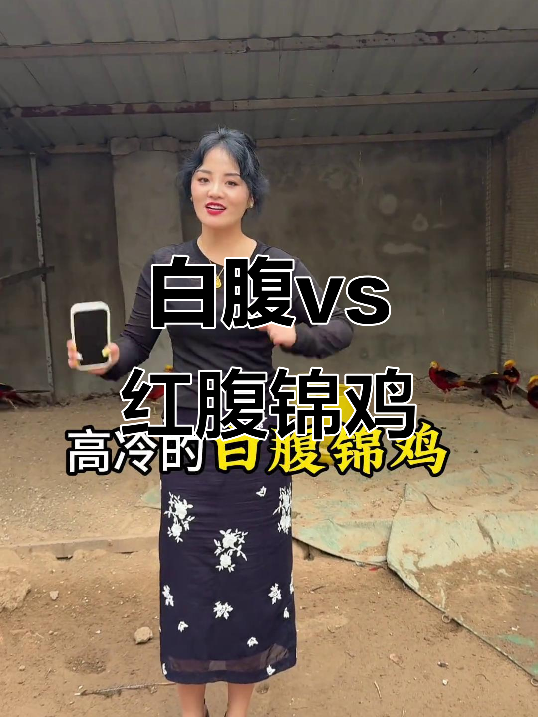 白腹锦鸡与红腹锦鸡:哪种更胜一筹?
