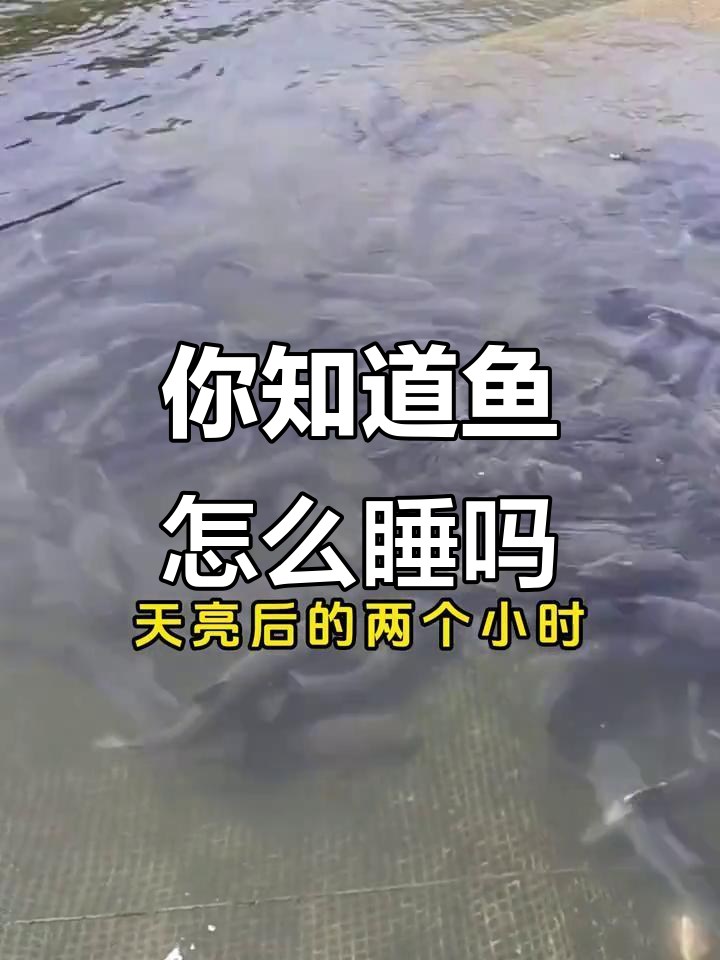 鱼睡觉的秘密,竟然是这样!