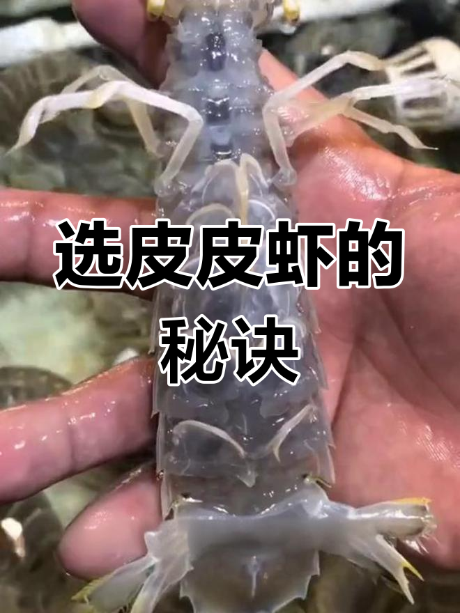 如何挑选皮皮虾？公母辨别与带黄技巧全揭秘