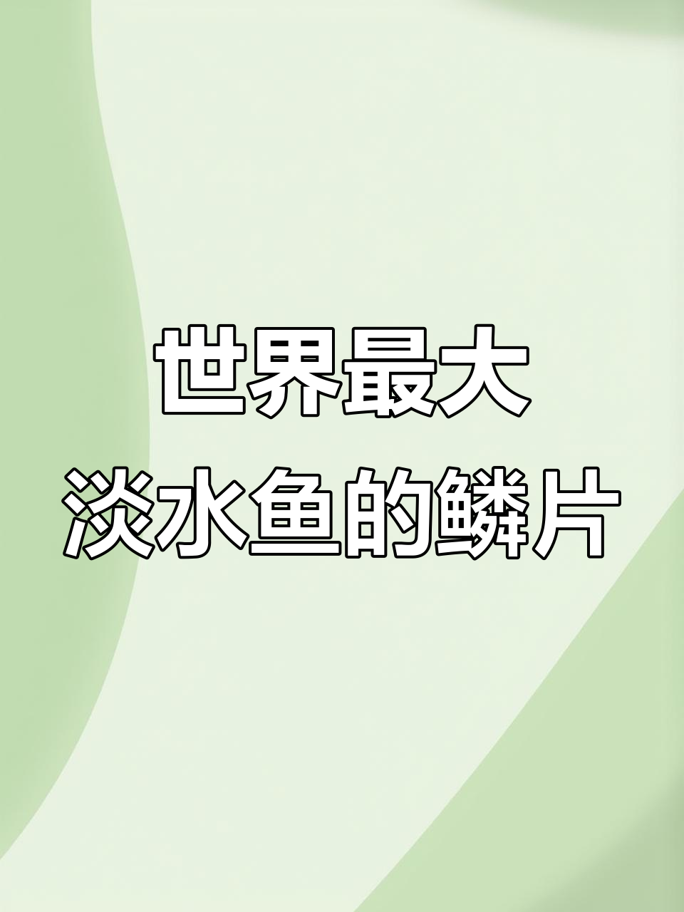 巨骨蛇鱼:亚马逊河流域的“铠甲战士”