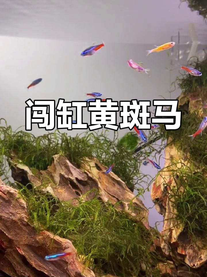 黄斑马鱼成缸霸,红绿灯鱼受惊吓