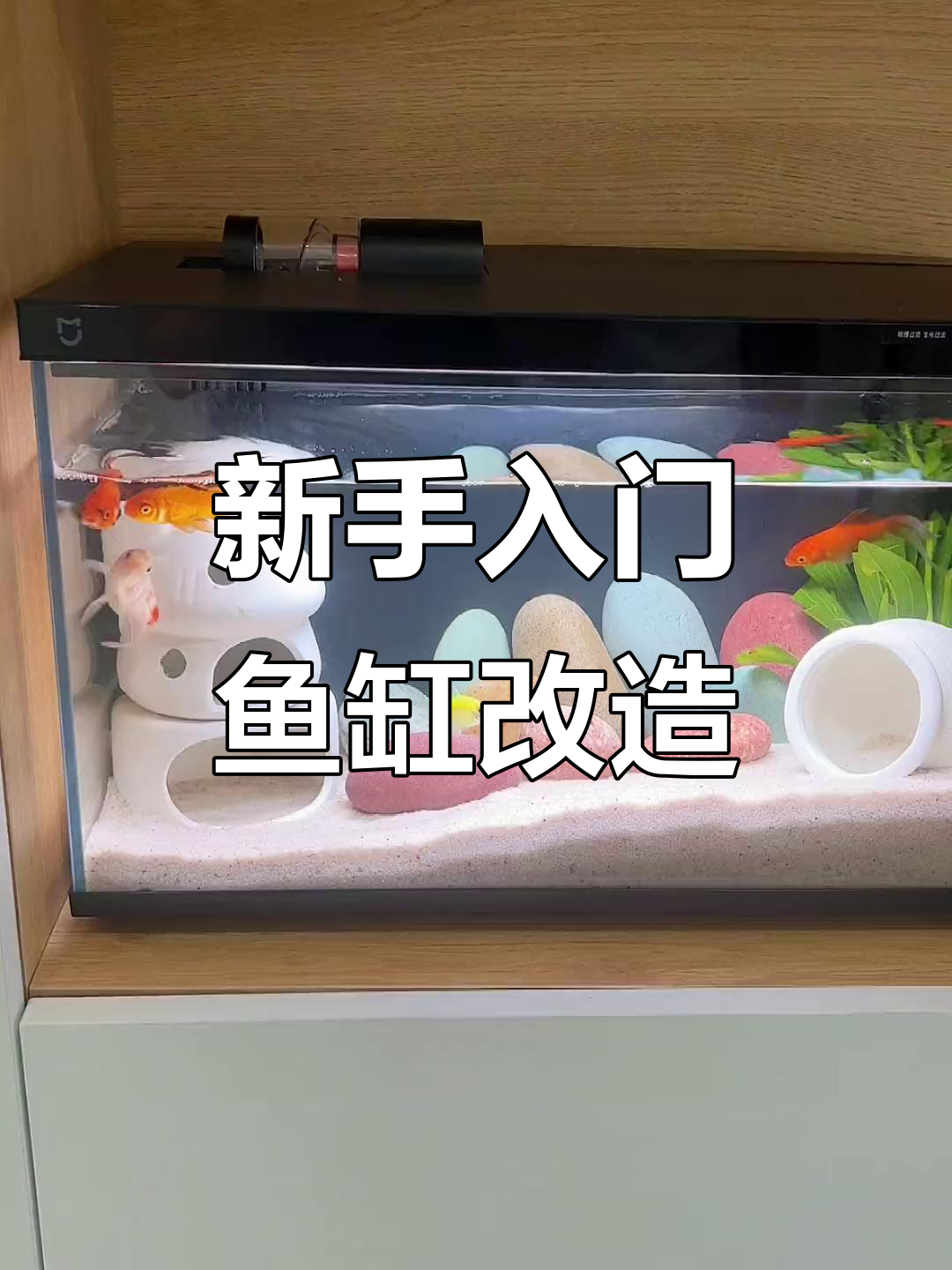 鱼缸造景全攻略,新手必看!打造温馨小鱼家园