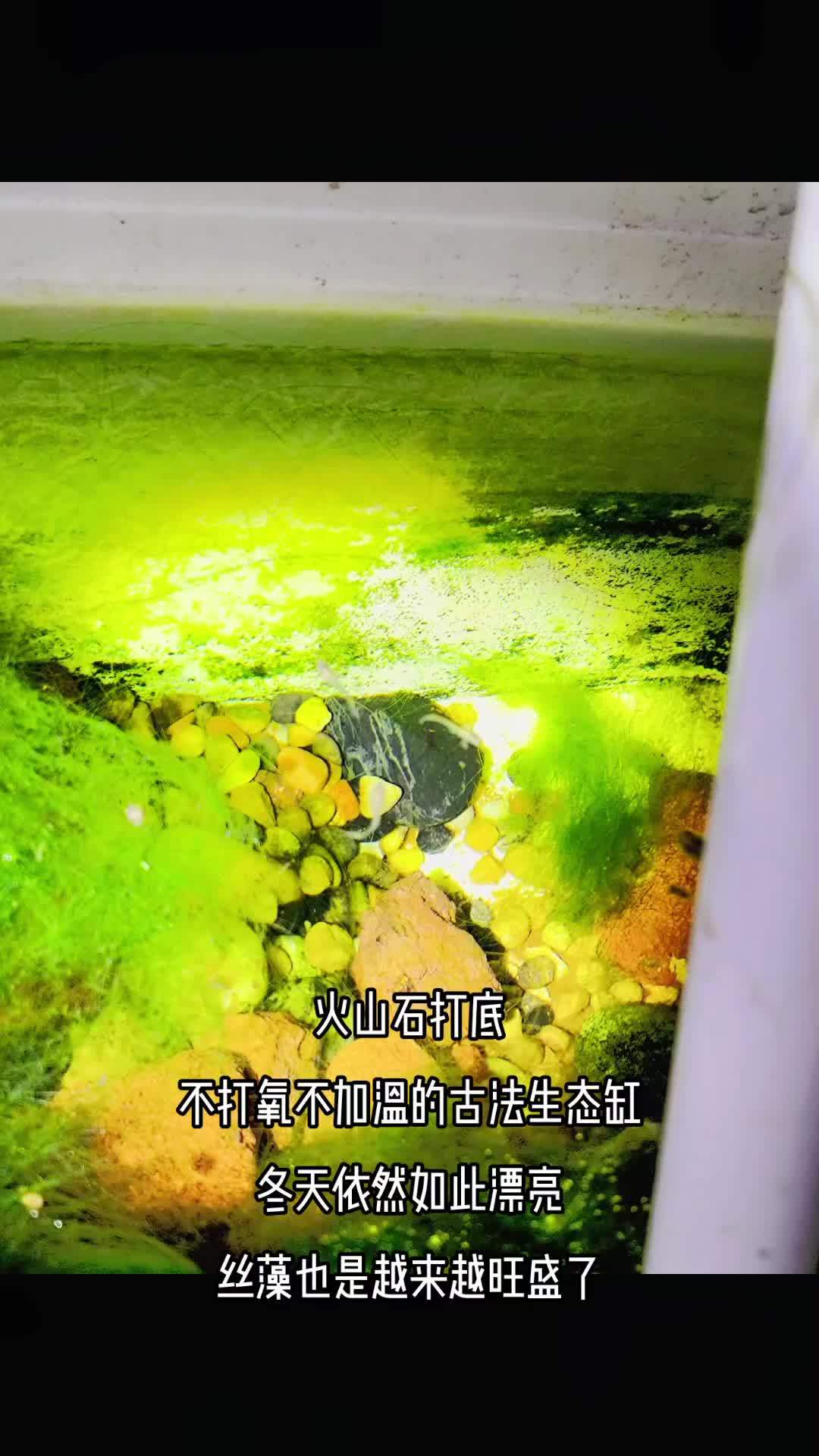 文本朗读来了武侠宗师 冬天的古法生态缸 里面主要养黑壳虾 养了几天小孔雀鱼 放了一条玛丽 