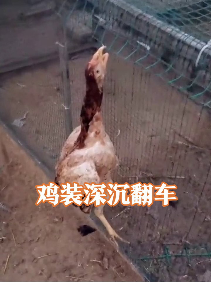 鸡仰脖半小时装深沉，被主人一把薅住：别演了！