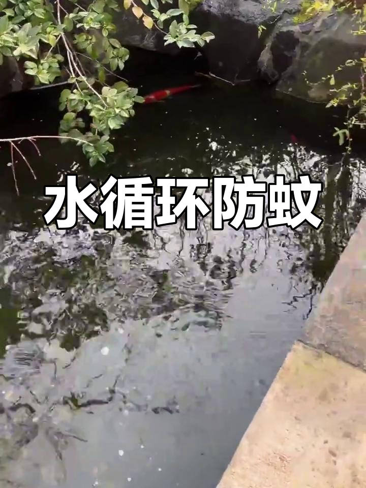 庭院鱼池不会滋生蚊子,水循环让环境始终清新