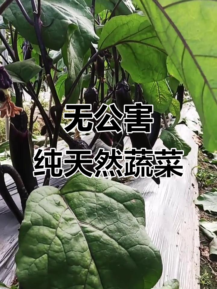 四川绿色蔬菜种植,无农药天然健康,田间实拍全过程
