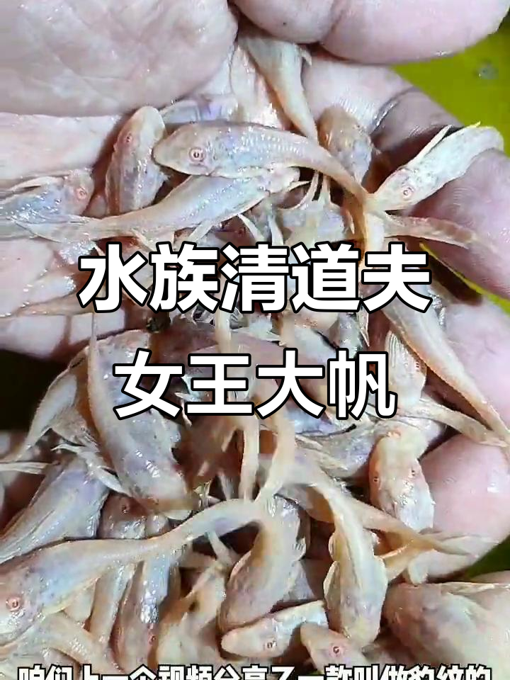 女王大帆:水族箱中的清洁工,轻松去除绿藻