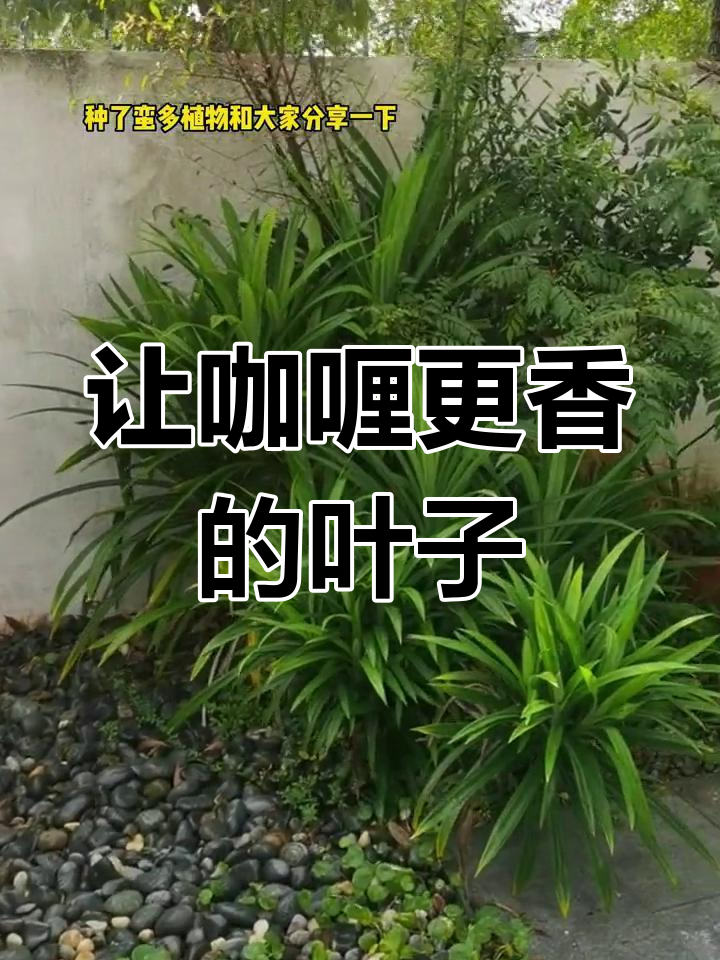 咖喱叶的秘密用途