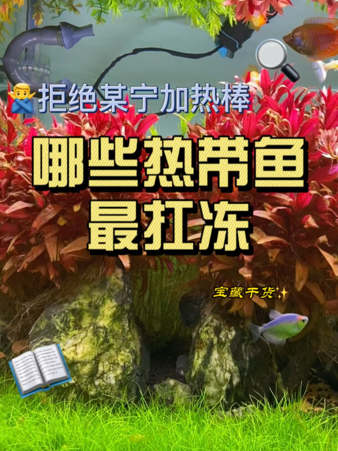 这些鱼扛过了15度的低温,你值得拥有