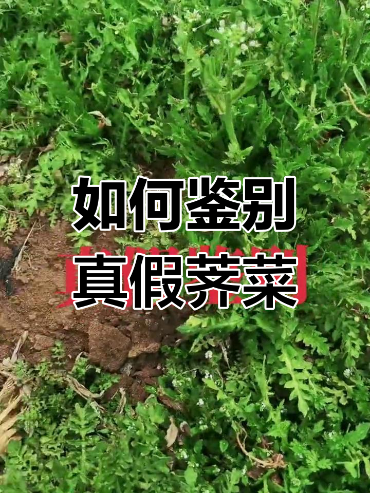 真假荠菜辨别技巧,旱季与水鸡菜的差异