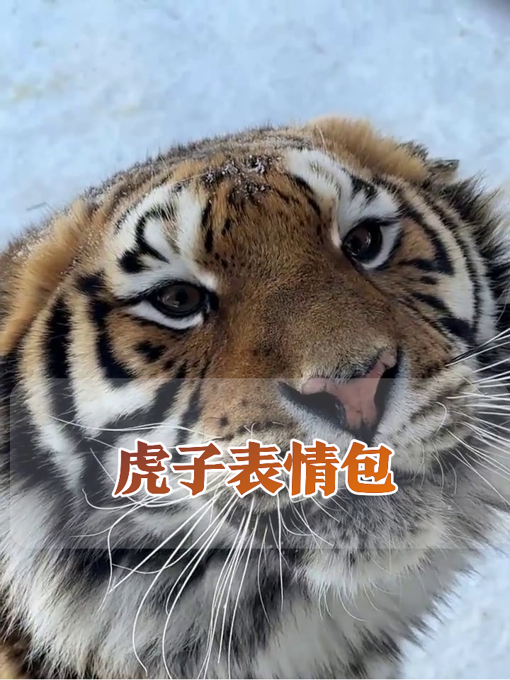 雪地老虎成精了!龇牙舔嘴表情包输出,这届猛兽太难带