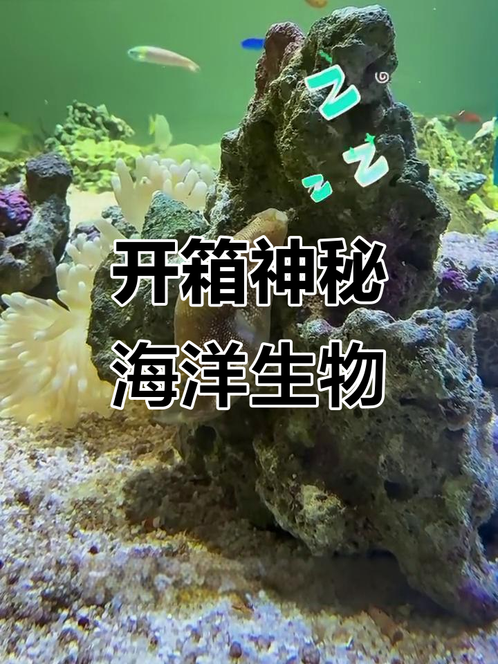 海洋生物盲盒大揭秘,珍珠狗头、七彩仙子等奇葩物种来袭