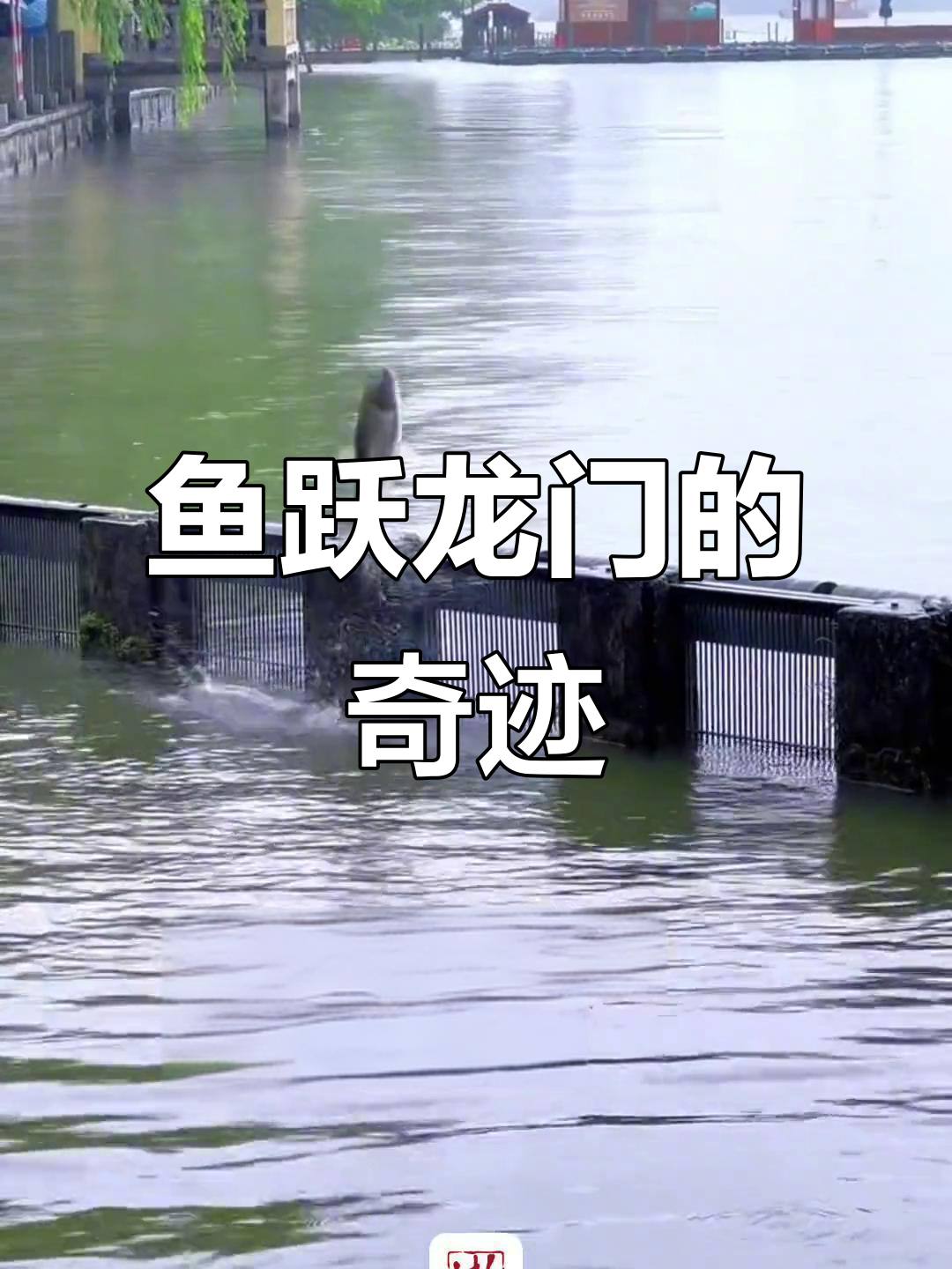 5月22日雨后西湖,鱼跃龙门展辉煌