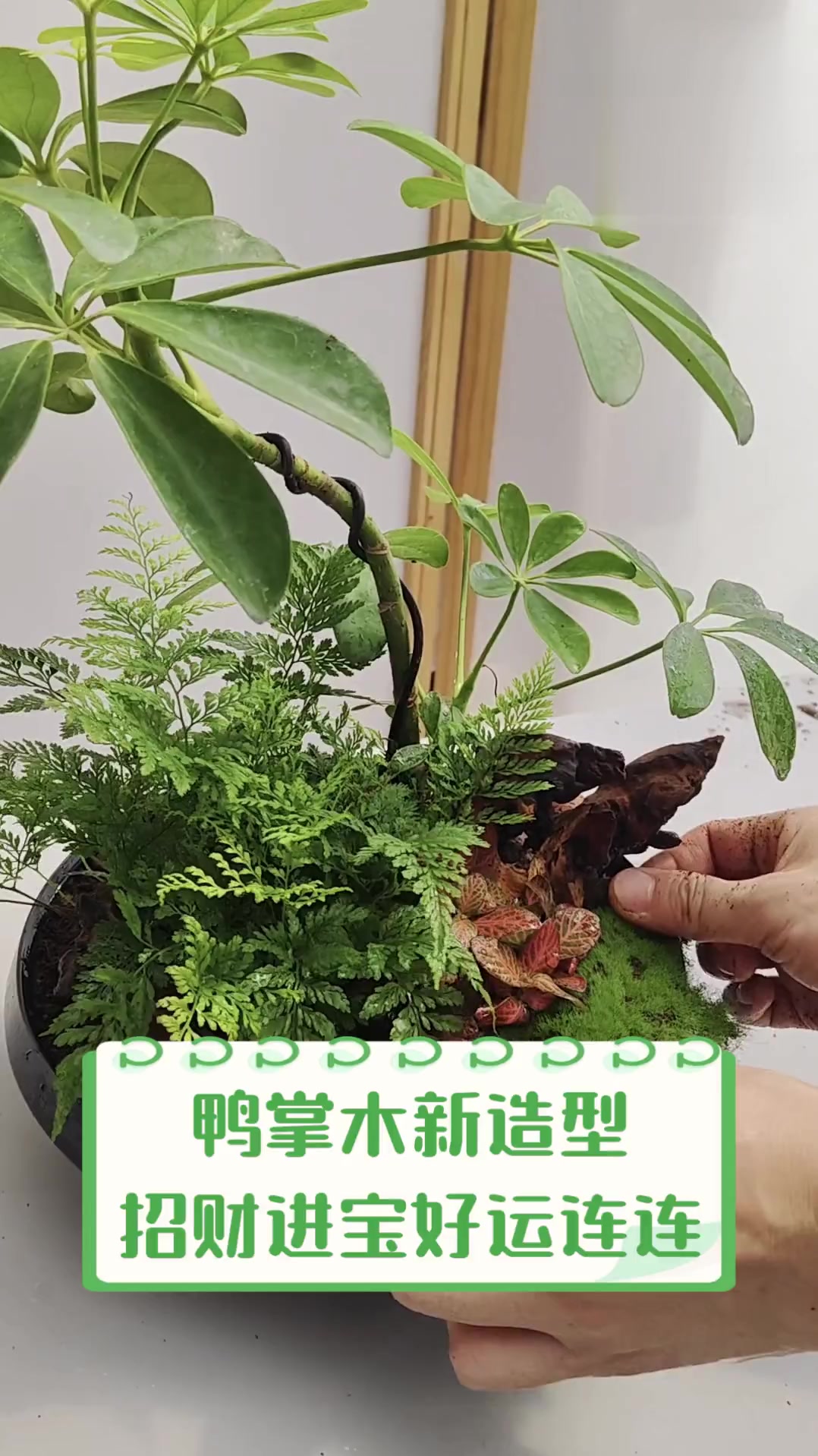 鸭掌木新造型,招财进宝好运连连