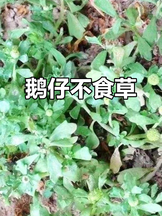 鹅仔不吃草,乡村生活的青草趣事