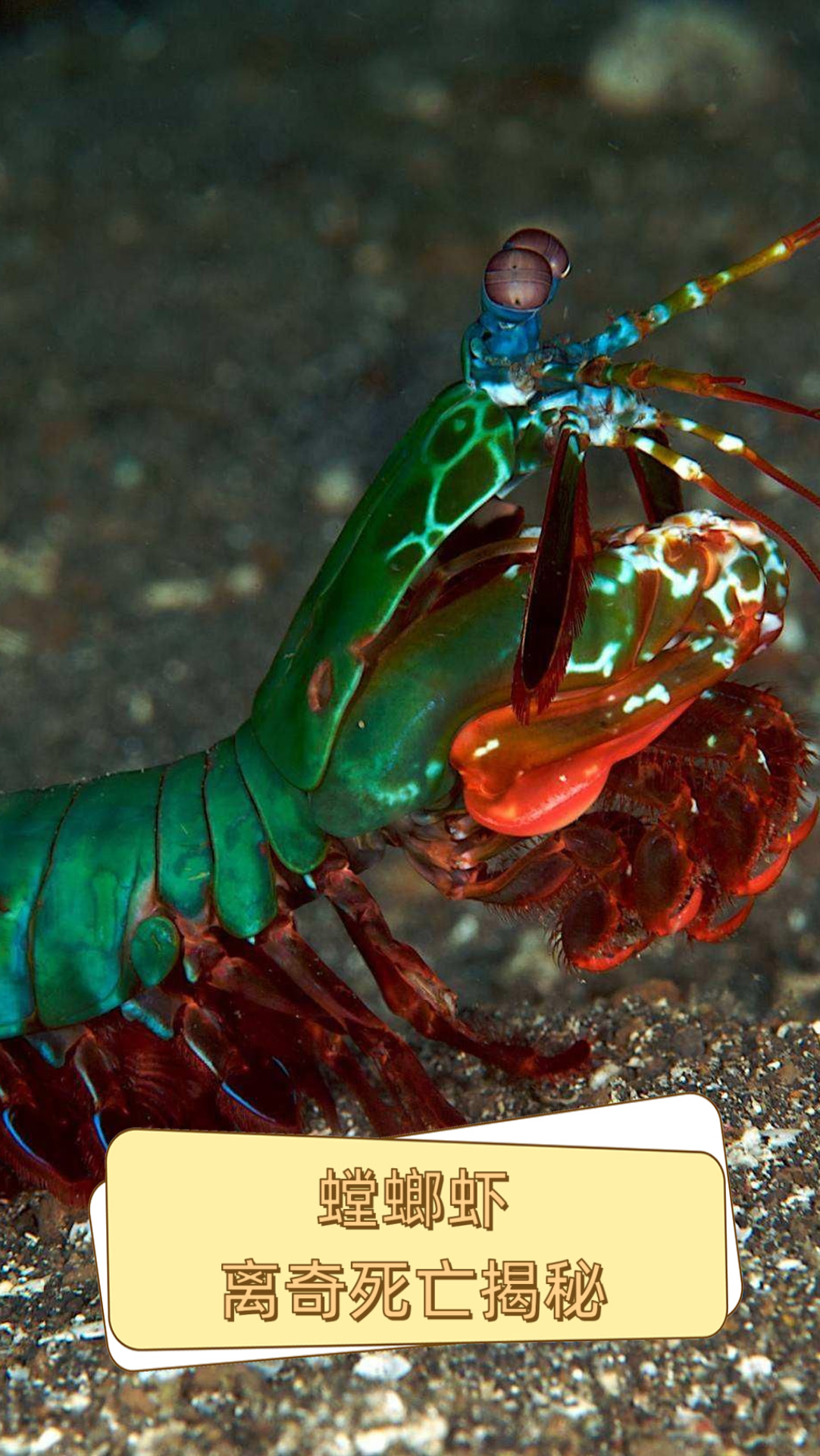 螳螂虾离奇死亡揭秘