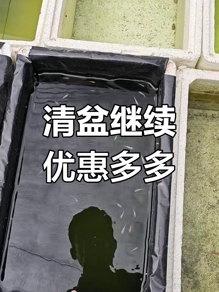 鱼盆清理大作战,品种繁多,价格实惠