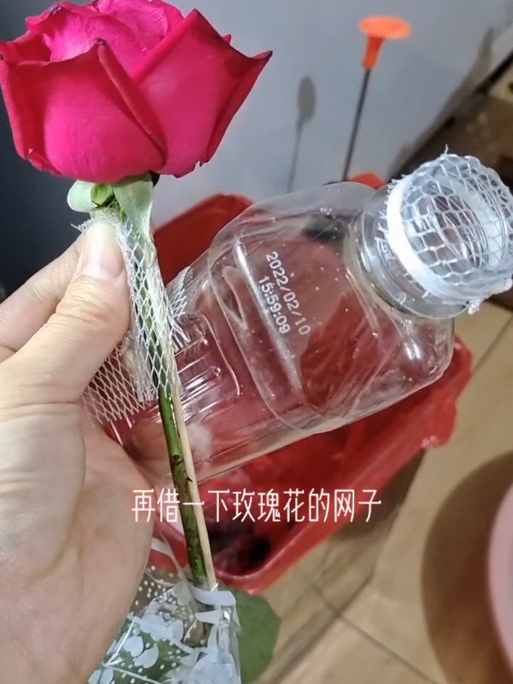 孔雀鱼隔离盒制作