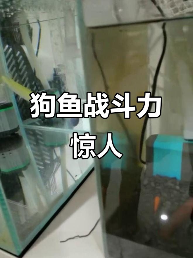 鳜鱼狗鱼的“战斗”日常,速度堪比闪电!