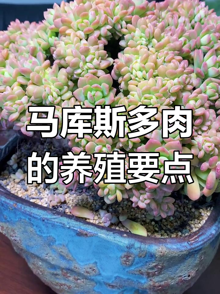 马库斯多肉养护全攻略:光照、浇水与繁殖技巧