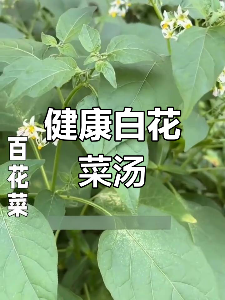 白花菜的营养与美味,教你做健康汤