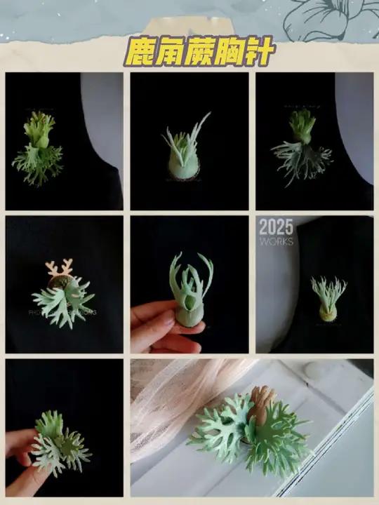 你们要的鹿角蕨胸针 手工艺胸针饰品