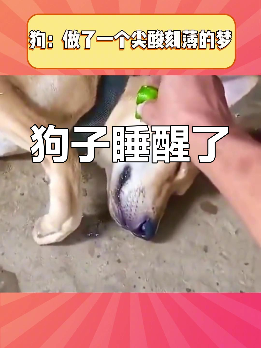 狗狗做了个梦,醒来后心情大好