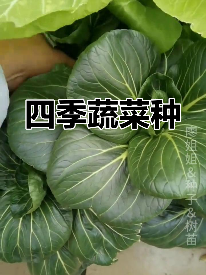抗病高产,四季种植,南北皆宜的蔬菜种子
