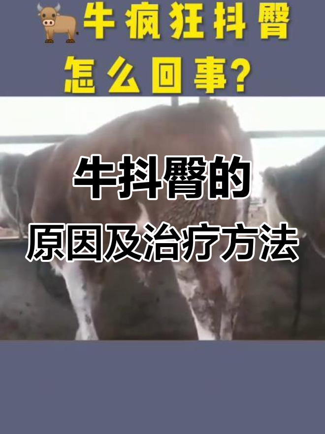 牛后胯肌肉震颤原因分析,如何治疗膀胱结石和炎症