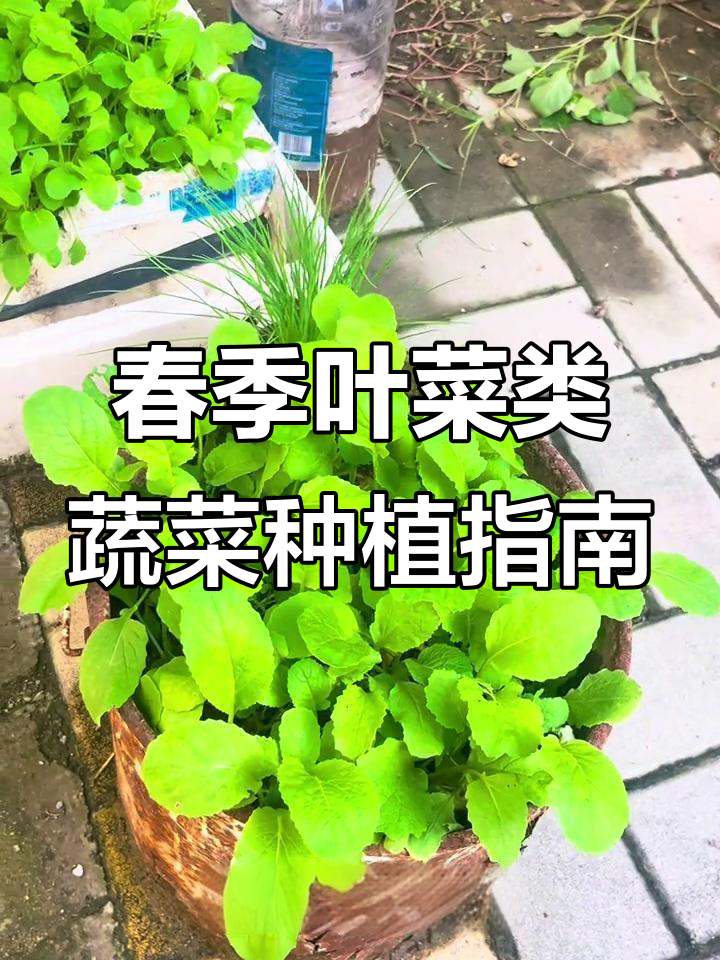 3月这些蔬菜最适合种植,快速收获美味!